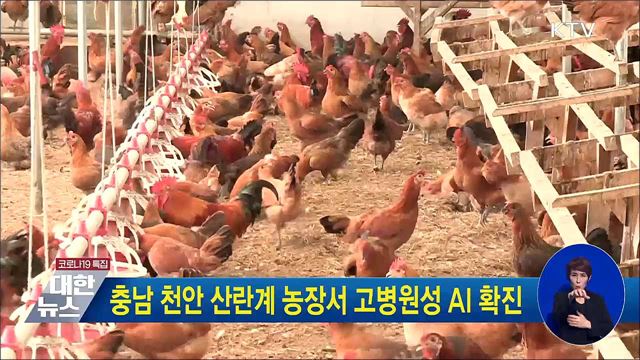 충남 천안 산란계 농장서 고병원성 AI 확진