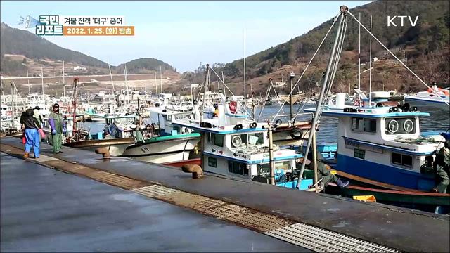 돌아온 '겨울 진객' 대구, 수정란 방류로 풍어