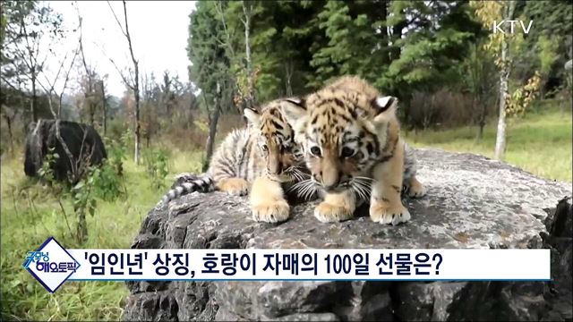 '임인년' 상징, 호랑이 자매의 100일 선물은? [굿모닝 해외토픽]