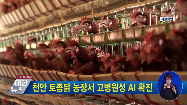 천안 토종닭 농장서 고병원성 AI 확진