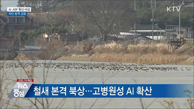 AI·ASF 확산 비상···차단 방역 강화