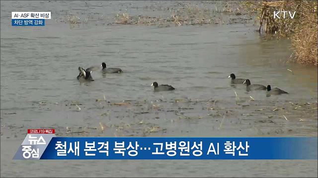 AI·ASF 확산 비상···차단 방역 강화