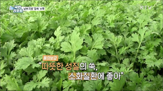 봄 내음 물씬, 남부 지방 '참쑥' 수확 한창