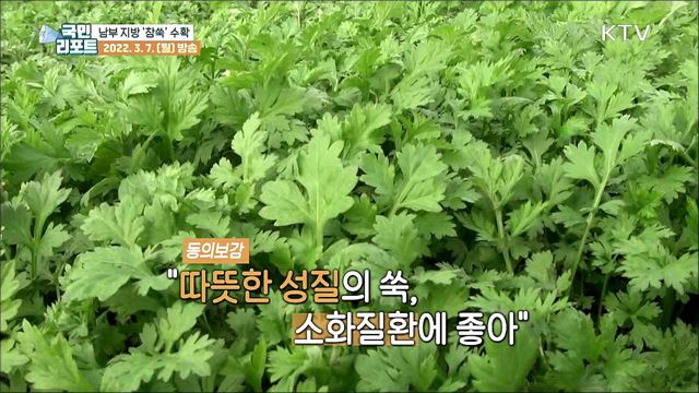 봄 내음 물씬, 남부 지방 '참쑥' 수확 한창