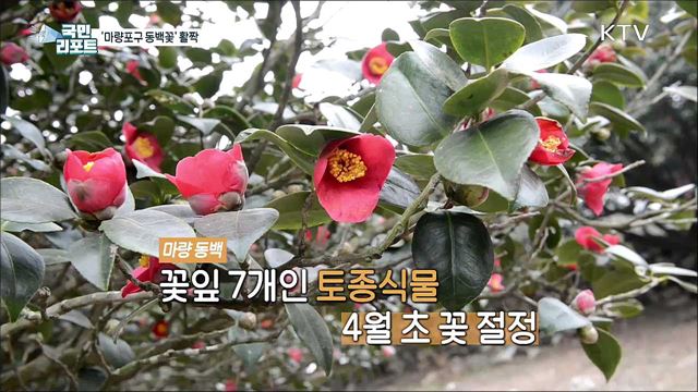 국내 첫 성경 도래지 마량포구, '동백꽃' 활짝 