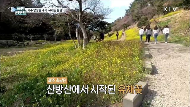 제주 봄 관광 10선 '엉덩물 계곡' 유채꽃 물결 