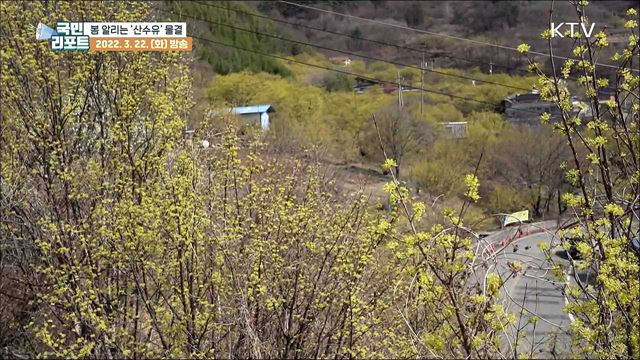 봄의 전령사, 아름다운 '산수유' 활짝