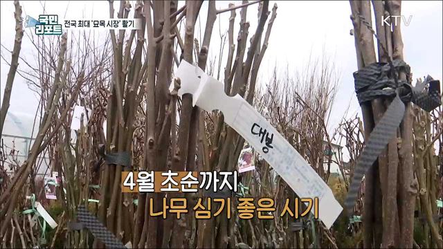 전국 최대 '묘목 시장' 활기, 묘목값 껑충