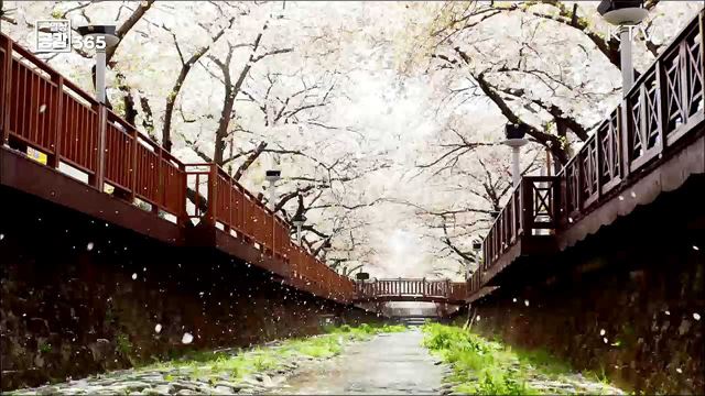 봄꽃 향기 가득한 3월...♥ [일상공감365]