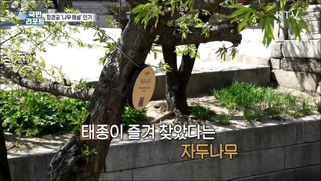 창경궁 거닐며 '나무 해설 프로그램' 인기