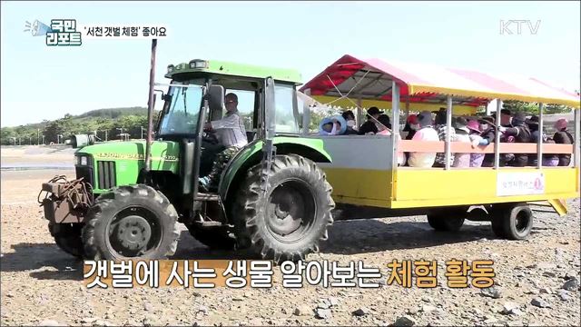 '람사르 습지' 인증, 서천 갯벌 체험 인기