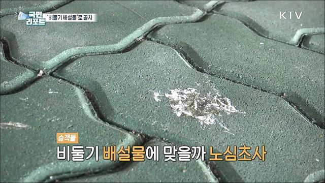 비둘기 배설물로 '오송역' 이용객 불편