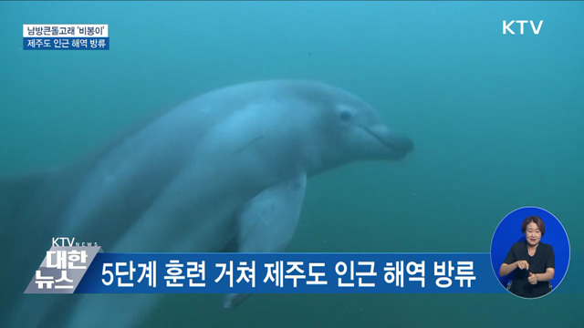 남방큰돌고래 '비봉이' 바다로 돌아간다