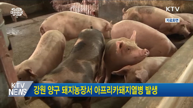 강원 양구 돼지농장서 아프리카돼지열병 발생