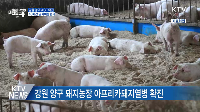 강원 양구 ASF 확진···48시간 일시이동중지