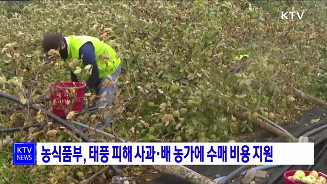 농식품부, 태풍 피해 사과·배 농가에 수매 비용 지원