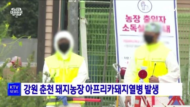 강원 춘천 돼지농장 아프리카돼지열병 발생