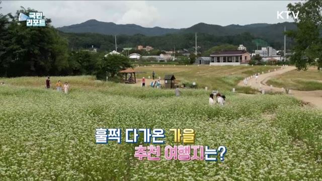 소금을 뿌려 놓은 듯한 '평창 메밀꽃' 물결