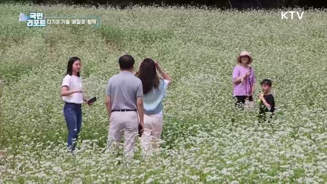 소금을 뿌려 놓은 듯한 '평창 메밀꽃' 물결