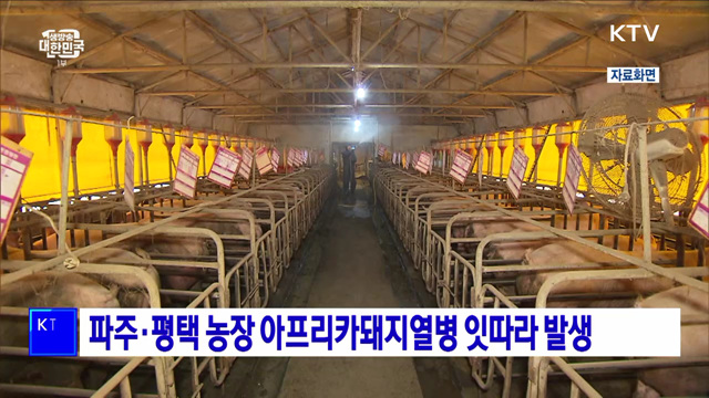 파주·평택 농장 아프리카돼지열병 잇따라 발생
