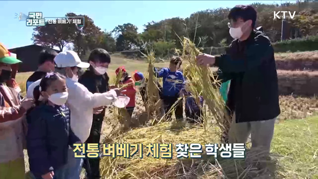 쌀 한 톨의 소중함 깨닫는 '전통 벼베기' 체험