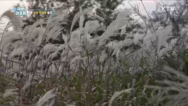 서울 하늘공원 물들인 '억새 물결' 장관