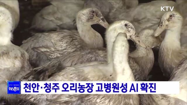 천안·청주 오리농장 고병원성 AI 확진