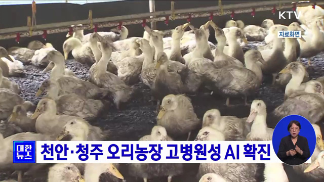 천안·청주 오리농장 고병원성 AI 확진