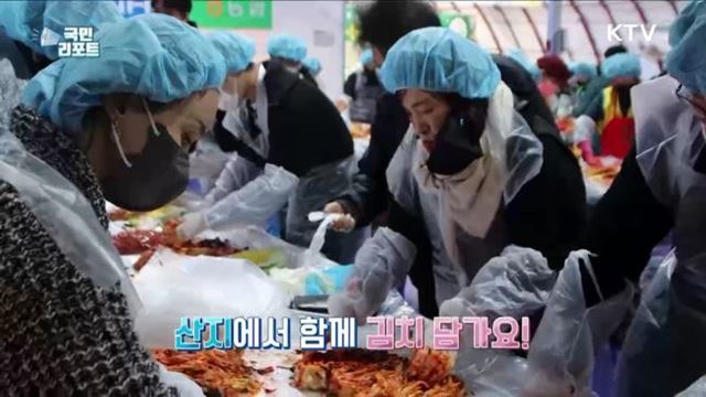 평창 고랭지 배추 출하 본격, 김치 담그세요