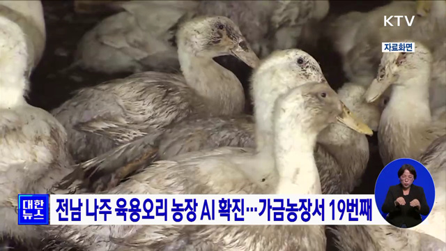 전남 나주 육용오리 농장 AI 확진···가금농장서 19번째