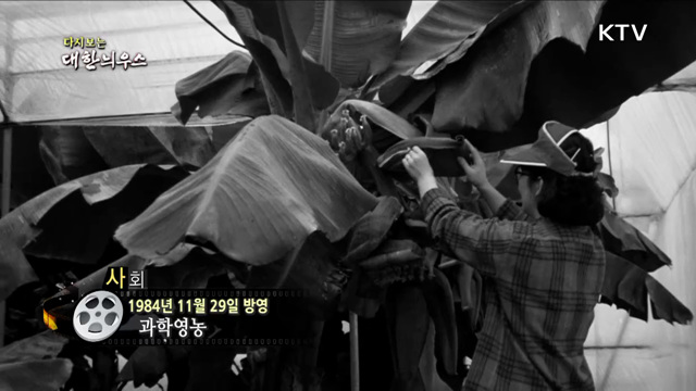 다시보는 대한늬우스 (84. 11. 29)