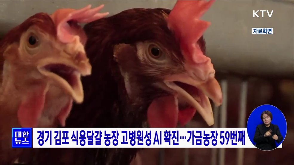 경기 김포 식용달걀 농장 고병원성 AI 확진···가금농장 59번째