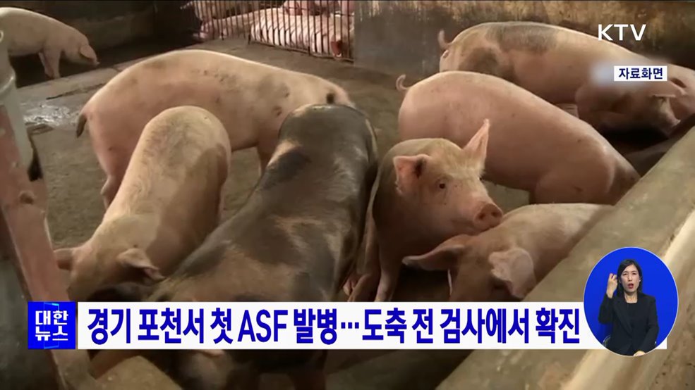 경기 포천서 첫 ASF 발병···도축 전 검사에서 확진