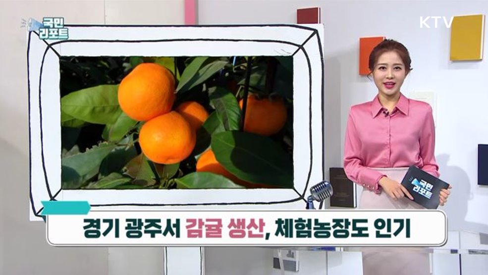 경기 광주서 감귤 생산, 체험농장도 인기