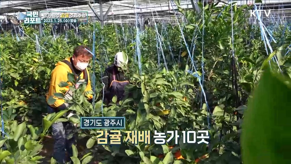 경기 광주서 감귤 생산, 체험농장도 인기