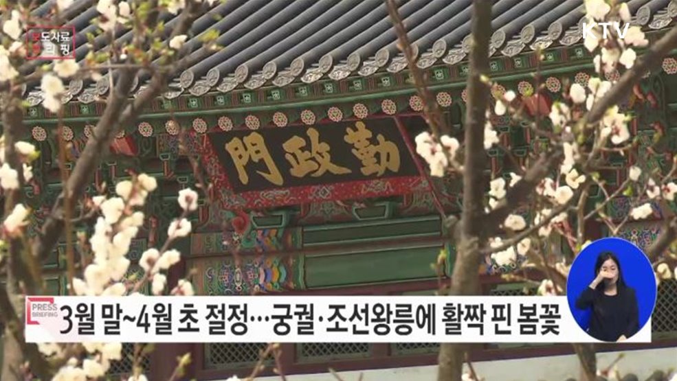 궁궐과 조선왕릉에 활짝 핀 봄꽃 소식