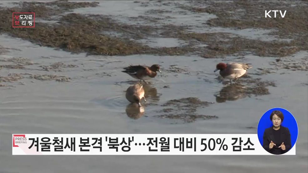 3월 겨울철새 65만 마리 확인, 전월 대비 50% 감소