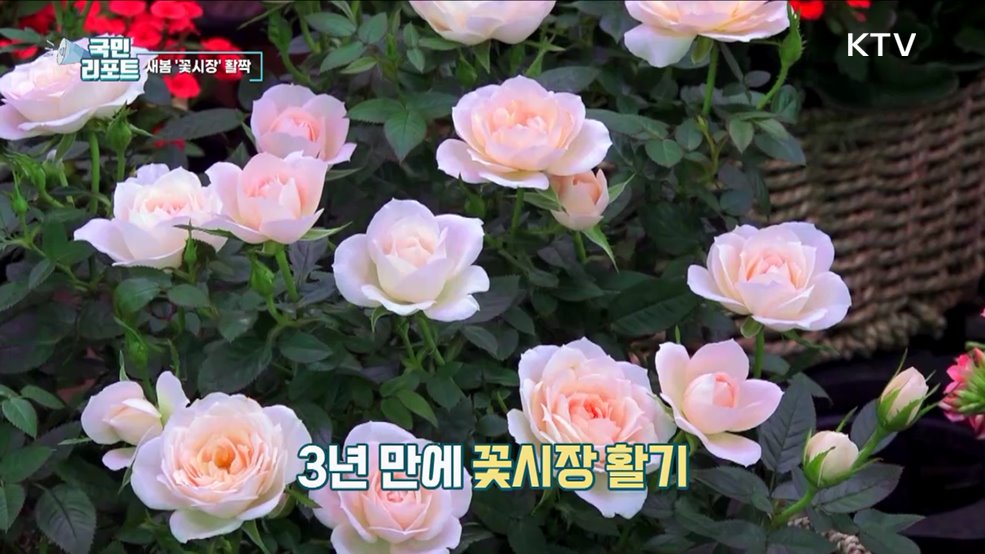 마스크 벗은 봄, 활기 되찾는 꽃시장