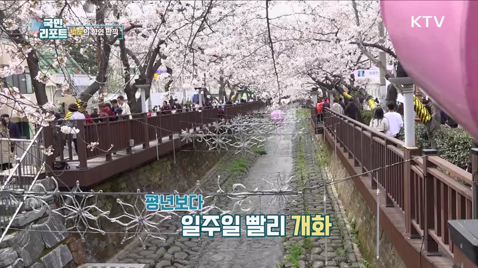 4년 만에 벚꽃 만끽, 진해군항제 열려