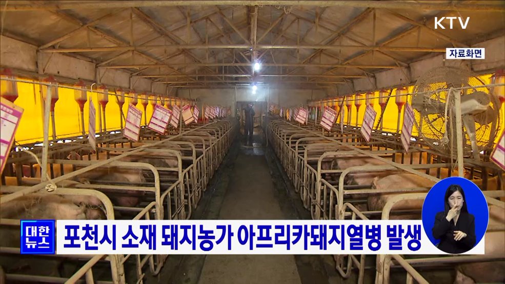 포천시 소재 돼지농가 아프리카돼지열병 발생