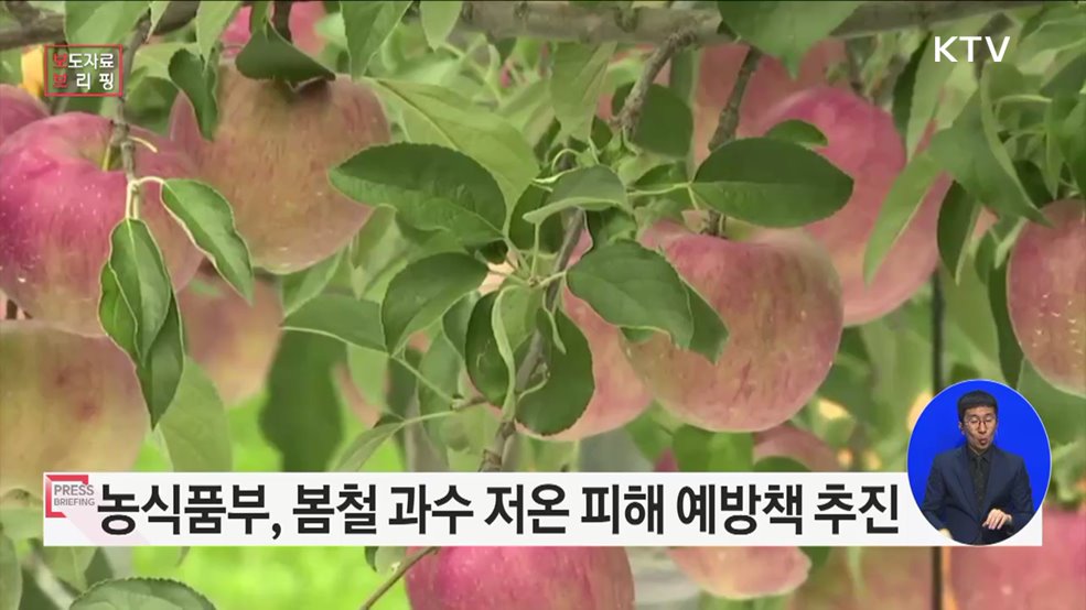 농식품부, 봄철 과수 저온 피해 예방 집중 추진