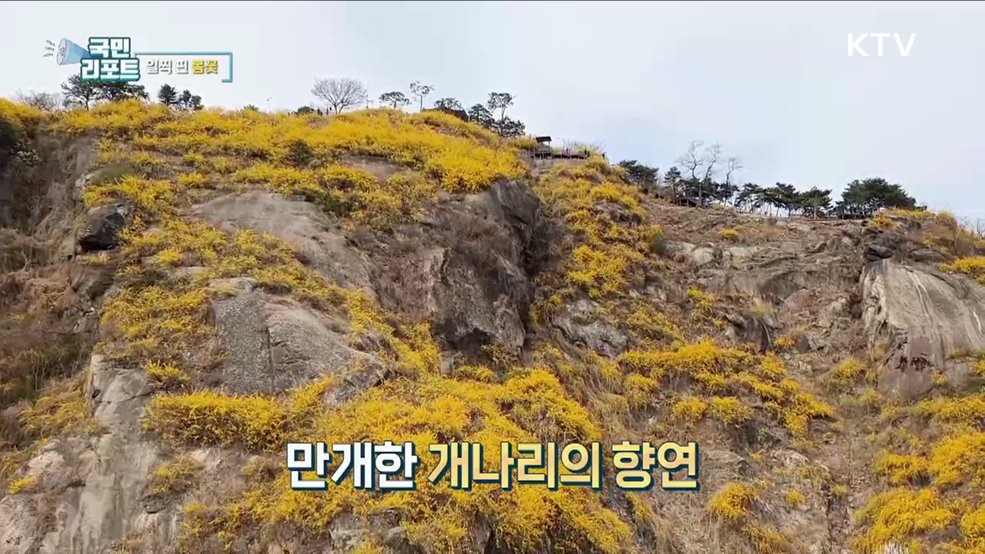 개나리·벚꽃 일찍 개화, 봄축제 빨라져