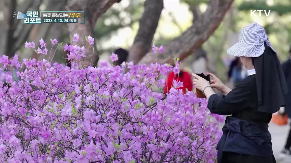 벚꽃 만발 유원지, 문화유산 창경궁으로 [응답하라 대한뉴스]