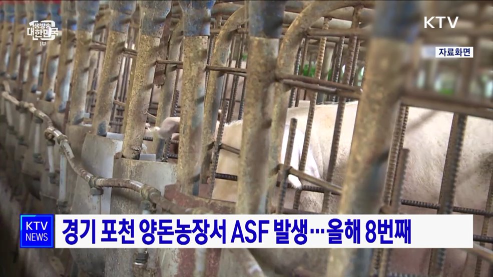 경기 포천 양돈농장서 ASF 발생···올해 8번째