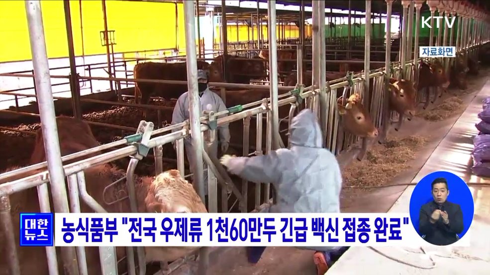 농식품부 "전국 우제류 1천60만두 긴급 백신 접종 완료"