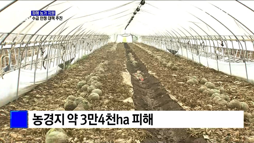 농산물 '직격탄'···피해 농가 지원·수급 안정 대책 추진