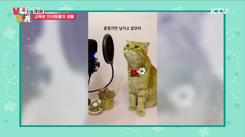 교육된 반려동물의 생활