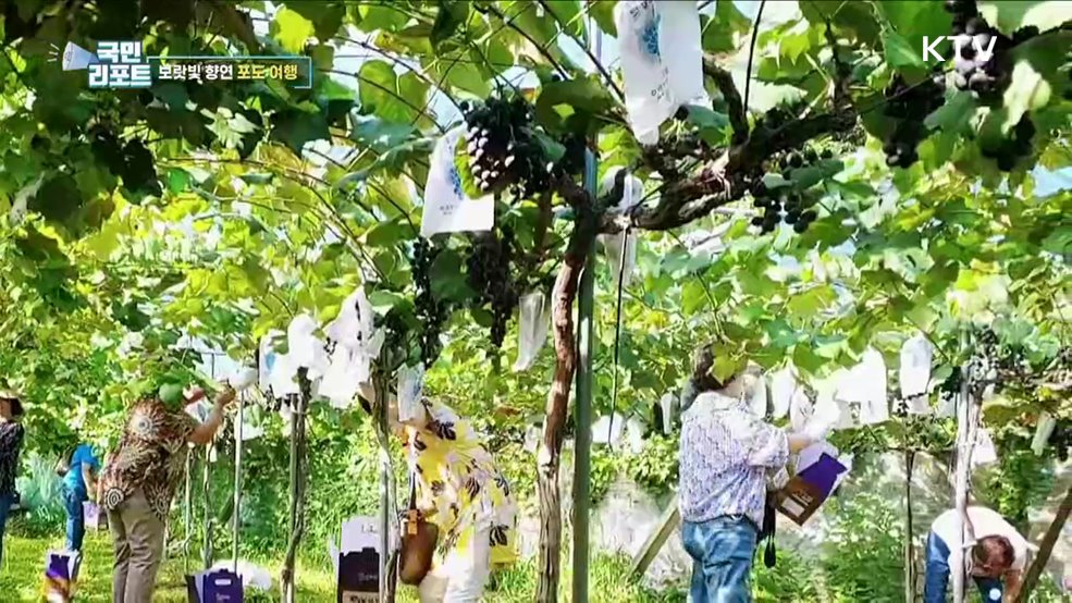 보랏빛 향연, 영동으로 '포도 여행' 떠나요