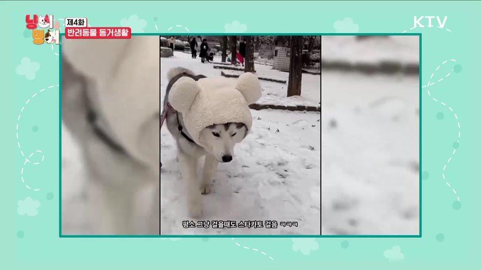 반려동물과 동거생활