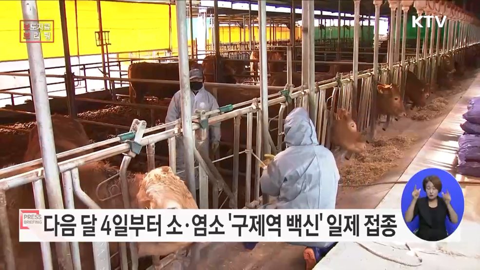 2023년 하반기 구제역 백신 일제 접종 추진